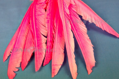 Декоративный Пучок из перьев, перо 25см/розовый - купить в Нижнем Новгороде. Цена: 14.54 руб.